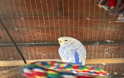 Budgerigars birds for sale: Budgie - Image 1