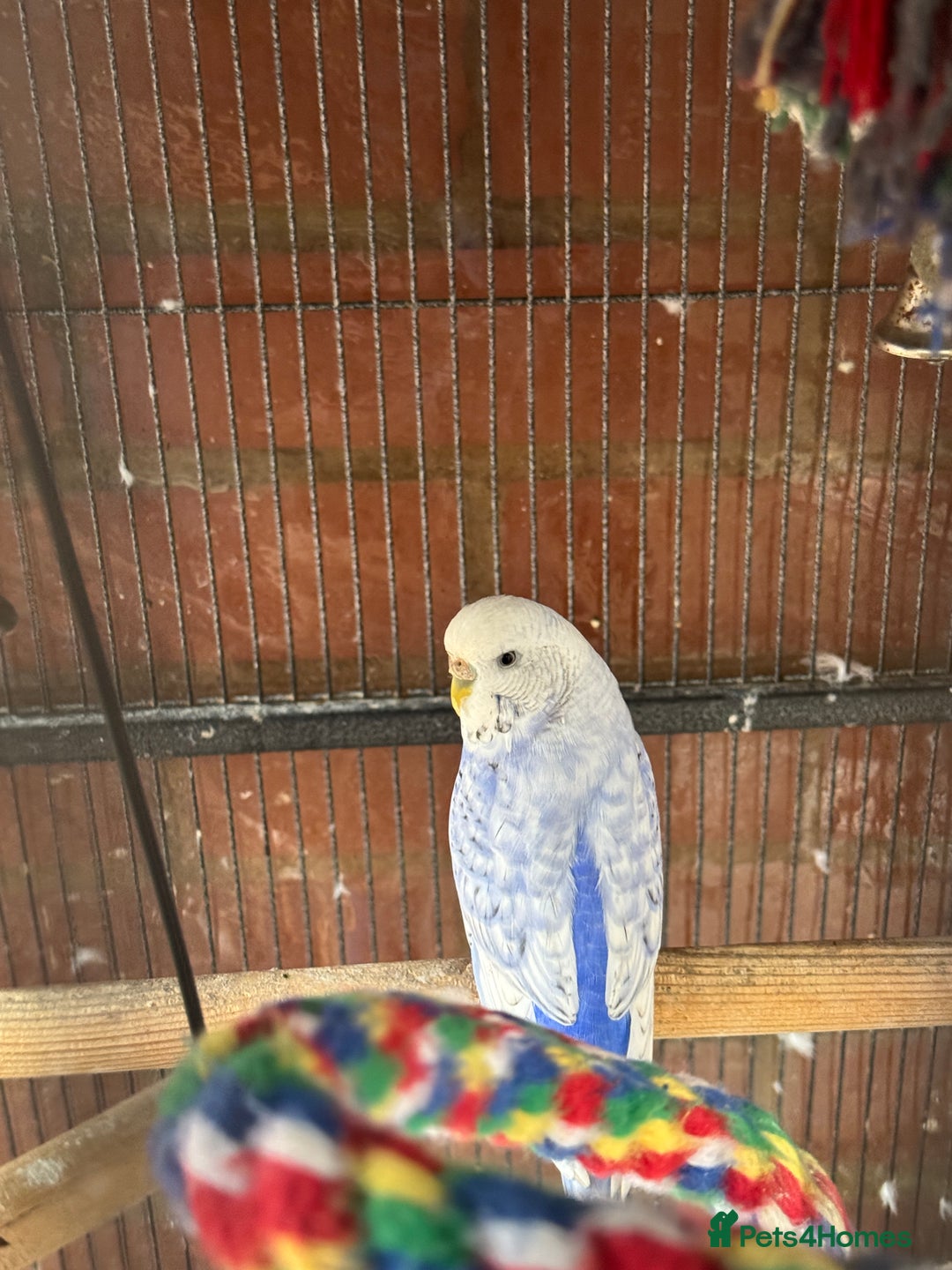 Budgerigars birds for sale: Budgie - Image 1