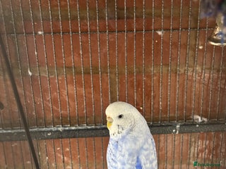 Budgerigars birds - Advert 8