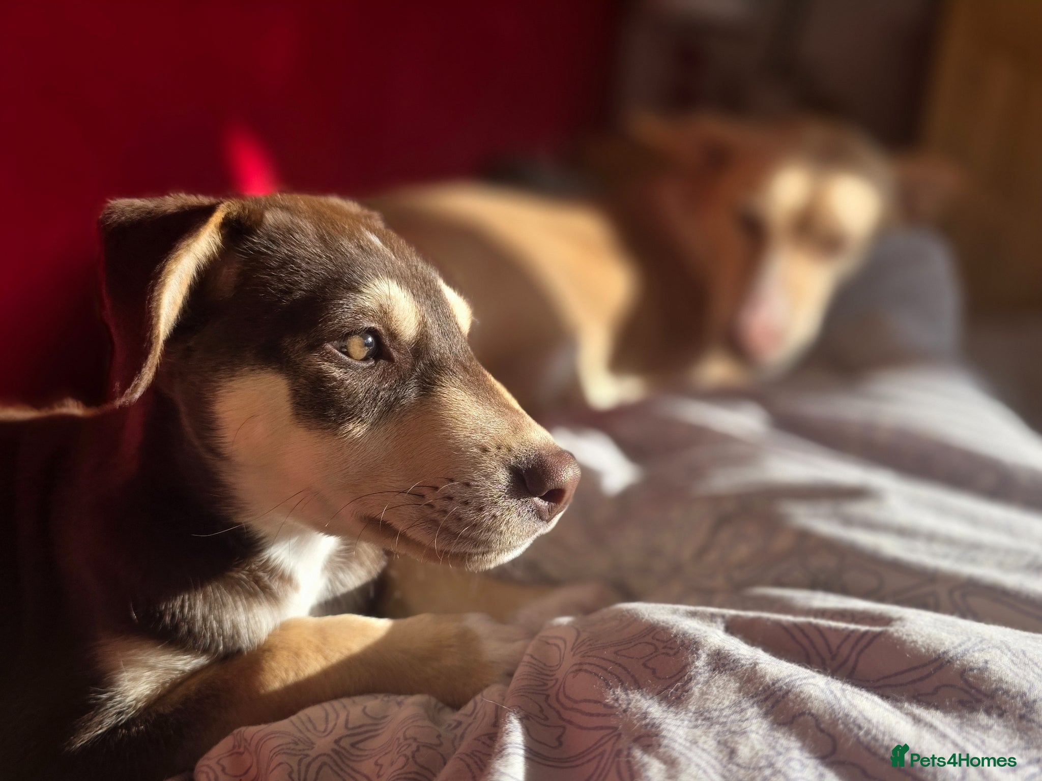 Mixed Breed dogs EUROHOUND / SIBERIAN HUSKY HYBRID PUPPIES  - Advert 6