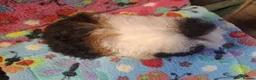 Guinea Pig rodents for sale: Baby Longhaired/Teddy Boars/Brothers RTR - Advert 15