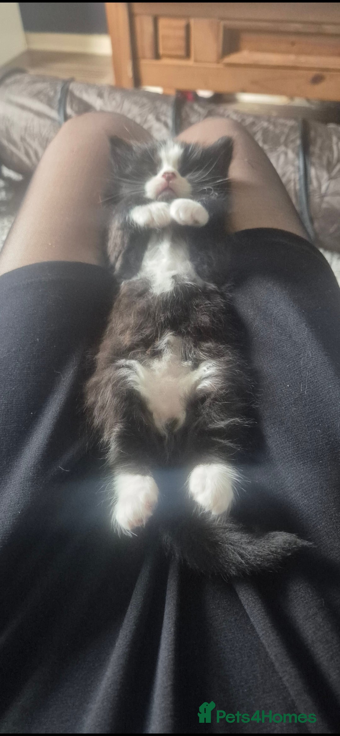 Mixed Breed cats for sale: Half British shorthair Kittens - Image 5