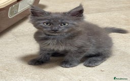 Maine Coon cats for sale: Beautiful Mainecoon kittens ready to leave home  - Image 7