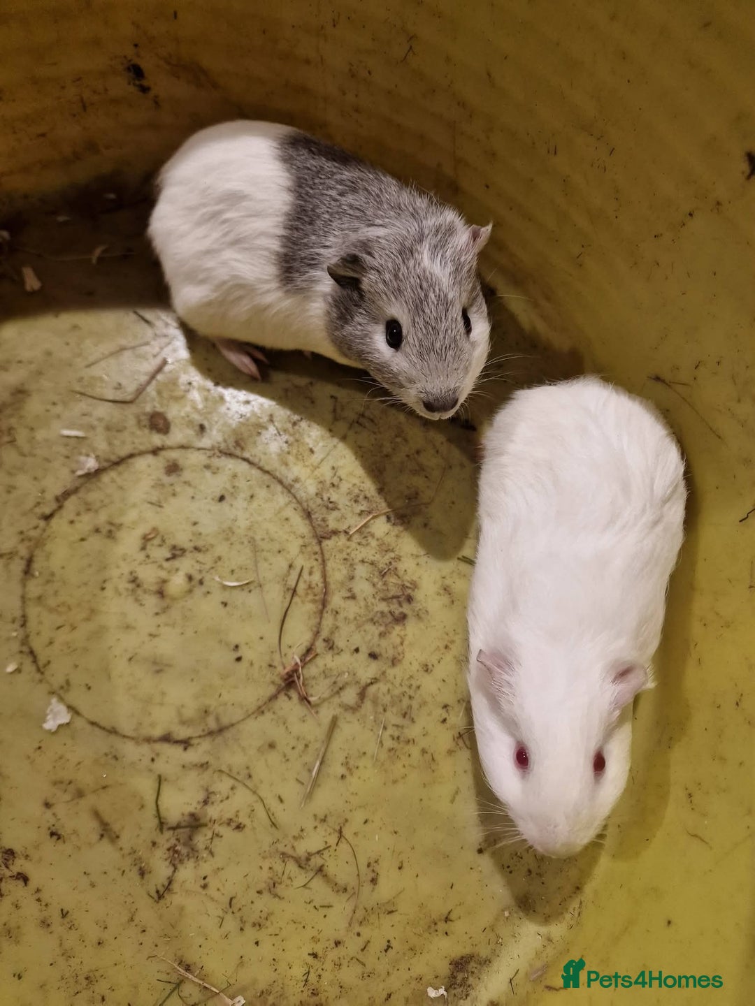 Guinea Pig rodents for sale: Guinea pigs needing homes  - Advert 6