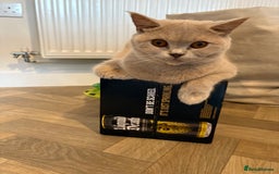 British Shorthair cats for sale: British Shorthair GCCF Lilac Cream Tortoiseshell  - Image 4