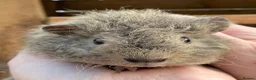 Guinea Pig rodents for sale: Lovely baby guinea pigs  - Advert 19