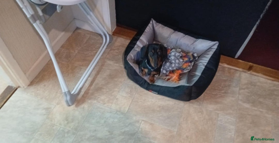 Dachshund dogs for sale: Trigger  - Advert 2