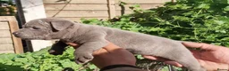 Staffordshire Bull Terrier dogs for sale: Pure blue staffy puppies ready to leave  - Advert 12