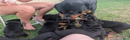 Rottweiler dogs for sale: Beautiful strong Pure Rottweiler Puppies - Advert 5