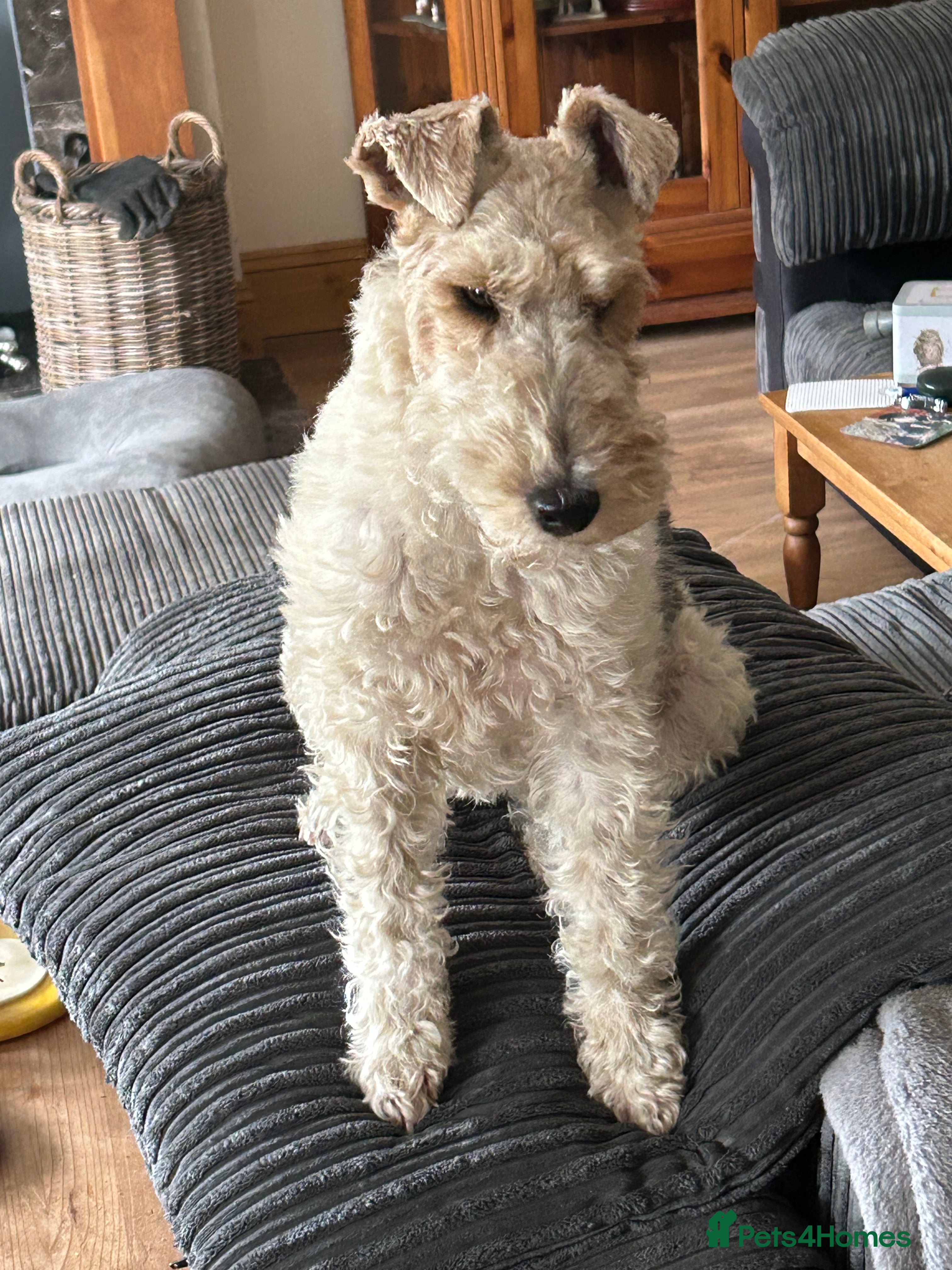 Fox Terrier dogs Bitch Pup - Advert 5