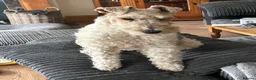 Fox Terrier dogs for sale: Bitch Pup - Advert 1