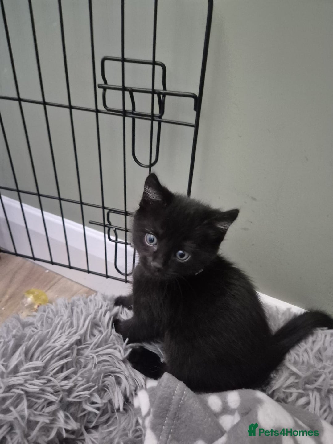 British Shorthair cats for sale: 1 boy left available  - Image 1