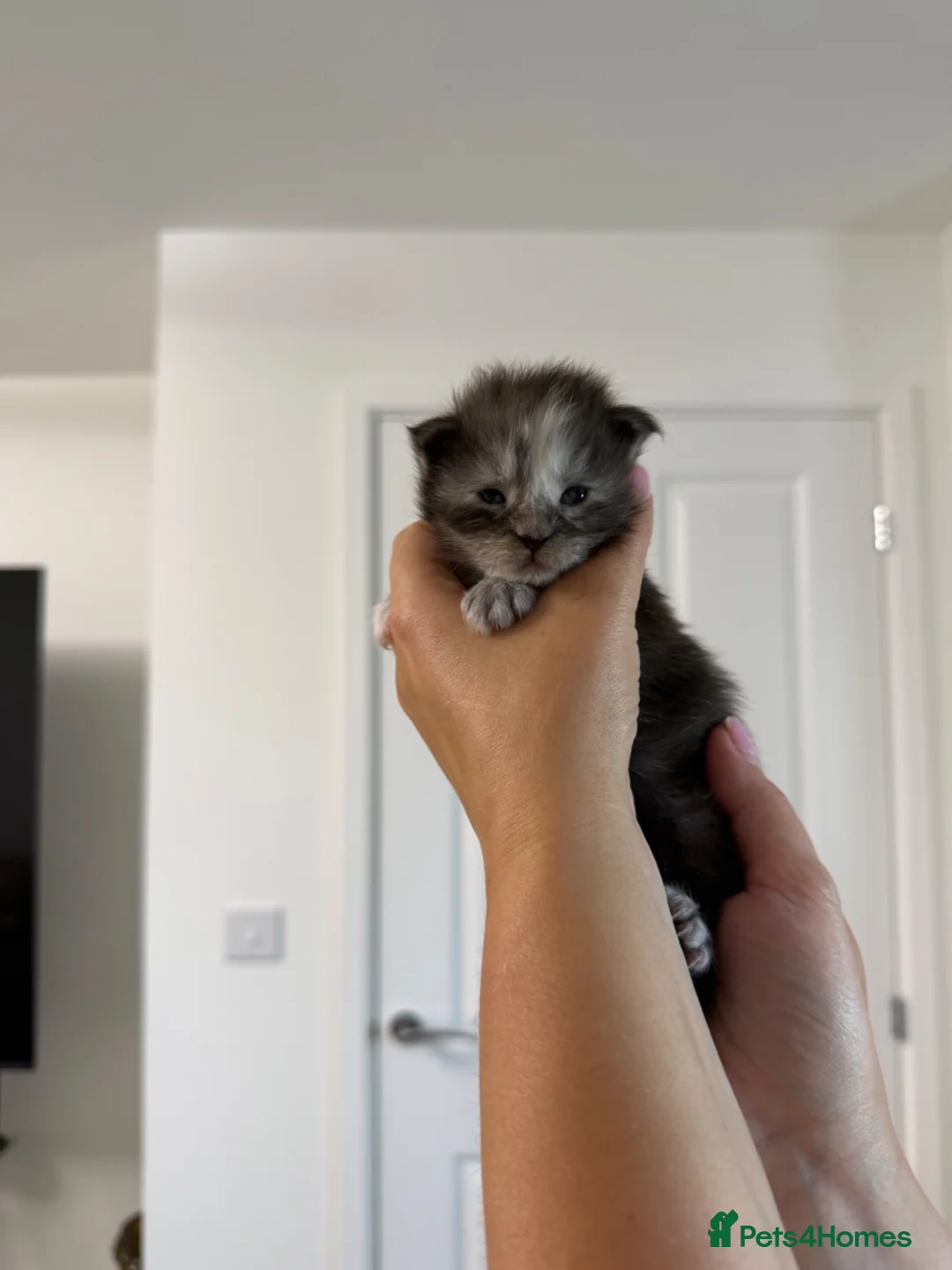 Maine Coon cats for sale: Beautiful litter of 5 main coons  in Cambridge - Advert 2