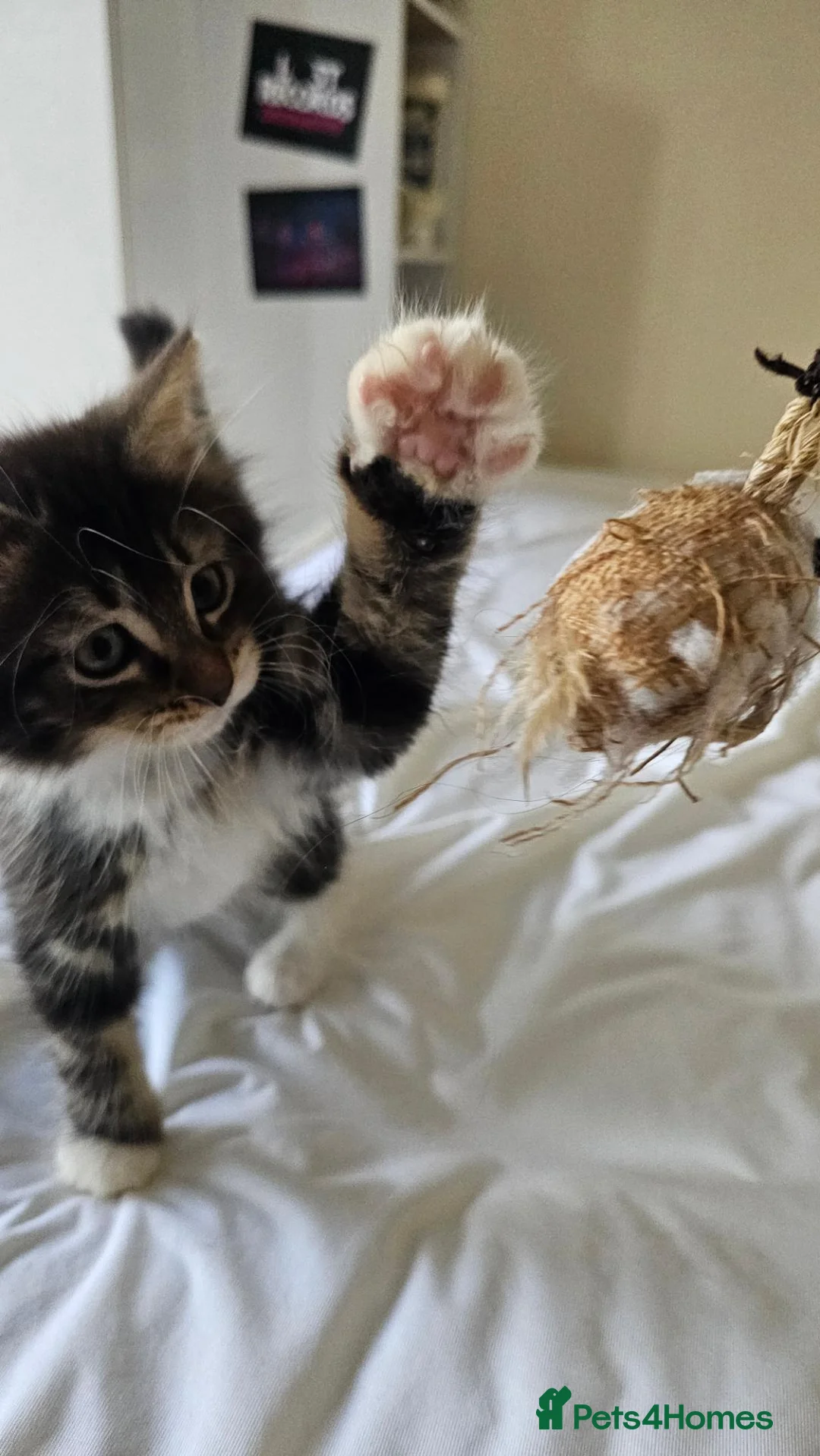 Mixed Breed cats for sale: 2 cute kittens  - Advert 1