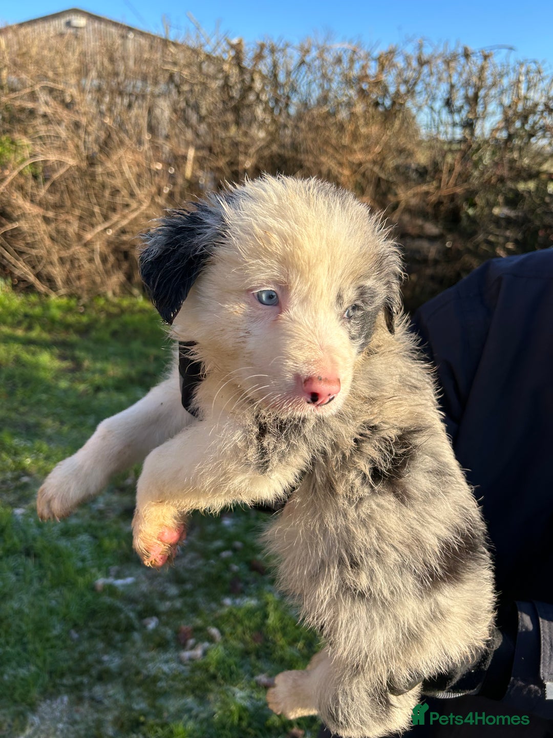 Border Collie dogs for sale: BEAUTIFUL BORDER COLLIE PUPS - Advert 29