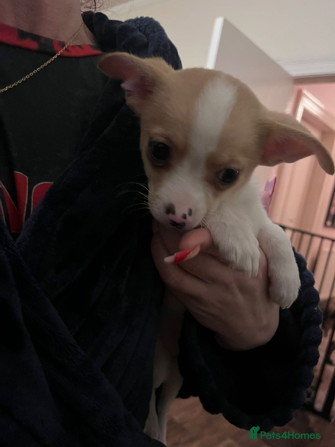 Chihuahua dogs for sale: Two male chihuahuas  - Advert 7