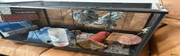 Rat rodents for sale: 2 Male rats - Advert 5