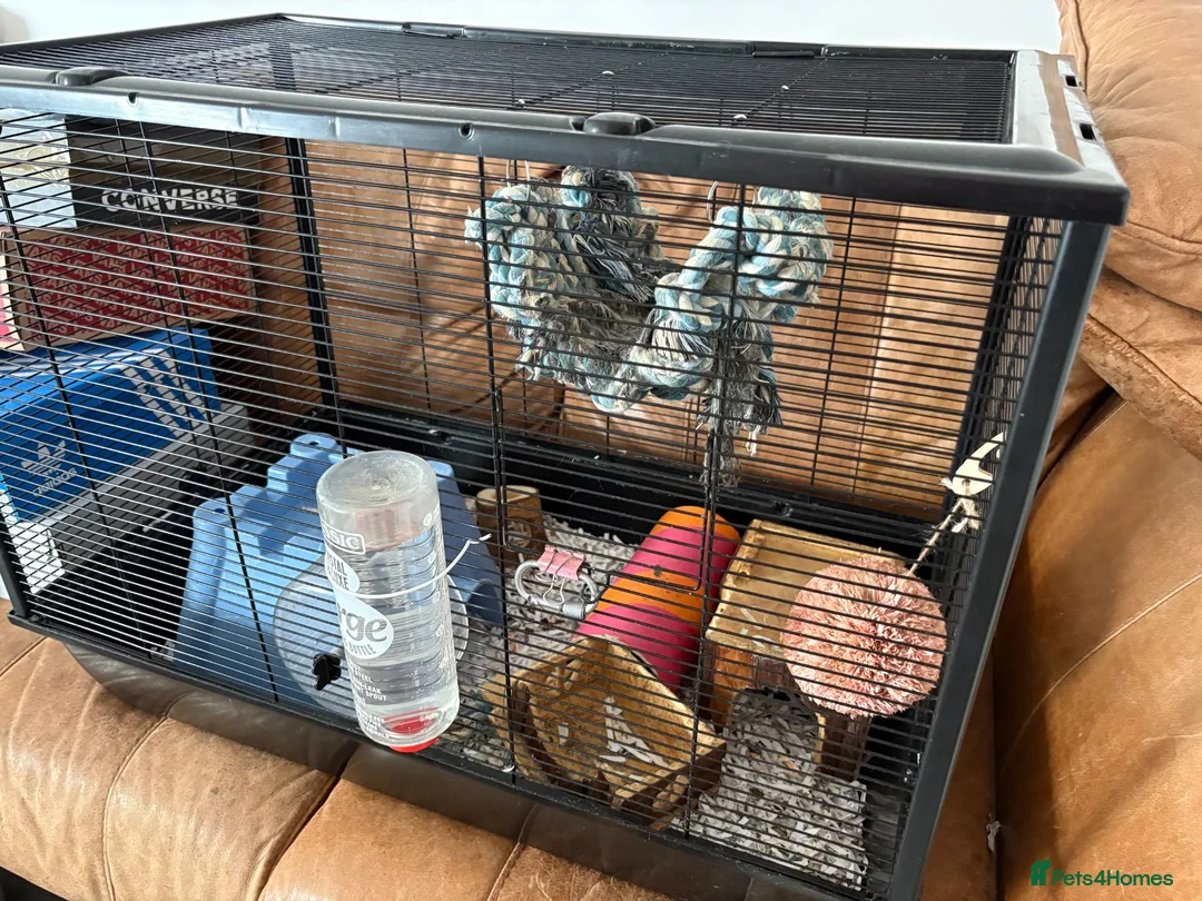 Rat rodents for sale: 2 Male rats - Advert 5