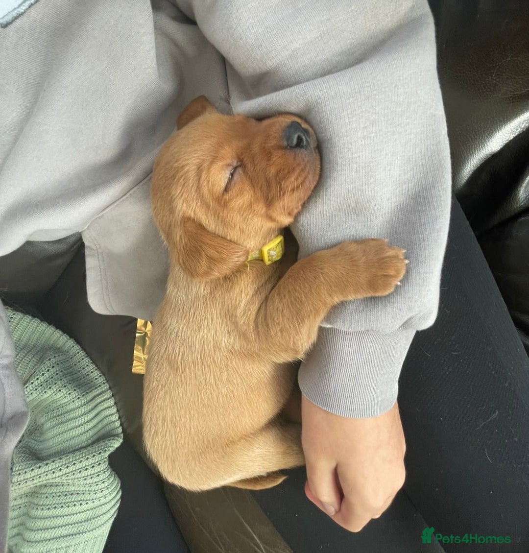 Labrador Retriever dogs for sale: Beautiful KC Fox Red Labrador Puppies - Image 15