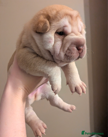 Shar Pei dogs Shar Pei Puppies - Ready 23rd December - Advert 5