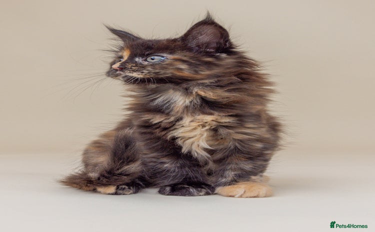 Maine Coon cats in Lewes - Advert 2