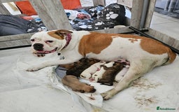 Mixed Breed dogs for sale: ADORABLE CHUNKY PUPPIES - Image 5