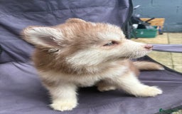 Pomsky dogs for sale: Champion bloodline f4 pomskys - Image 15