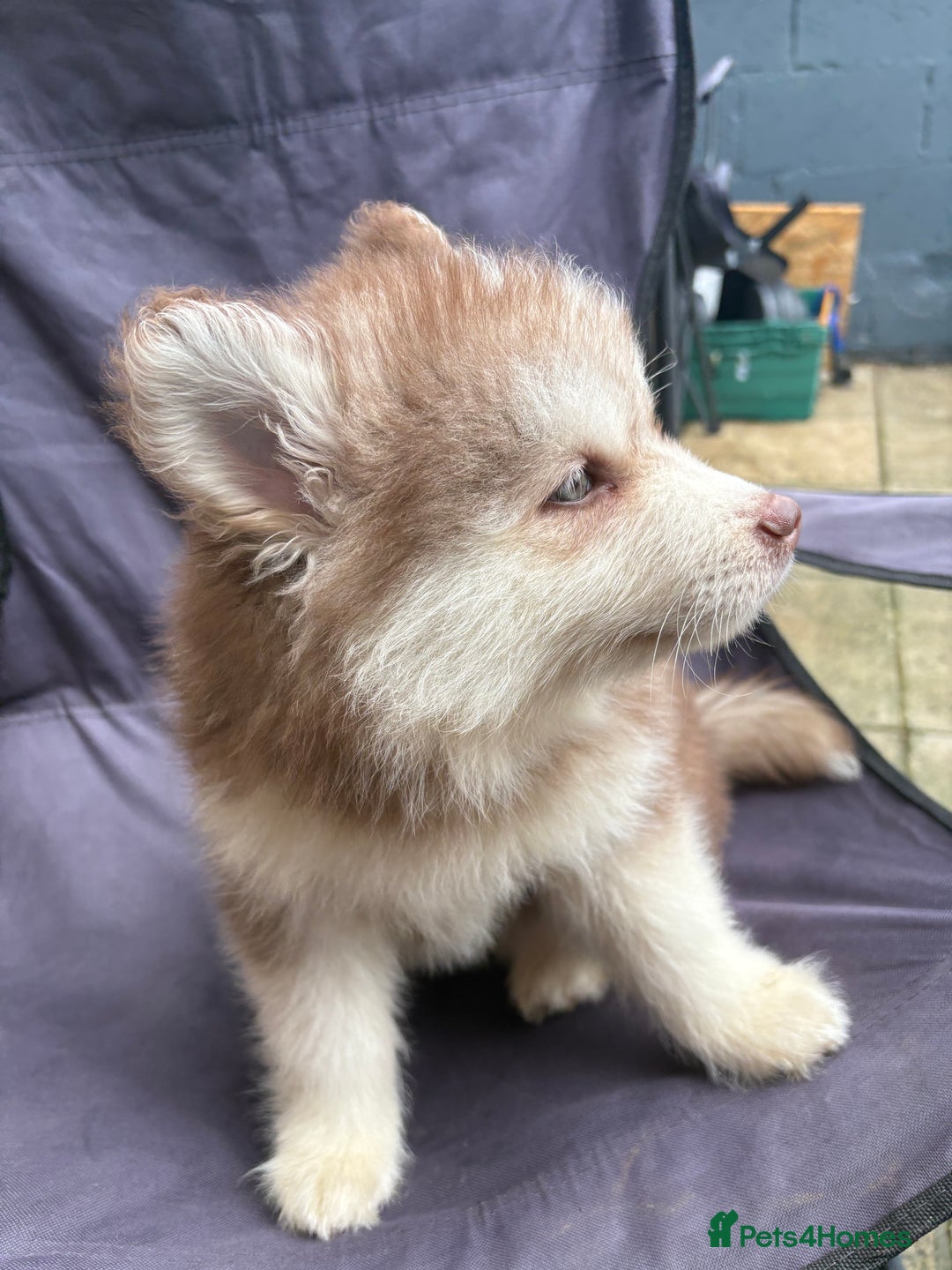 Pomsky dogs for sale: Champion bloodline f4 pomskys - Image 15