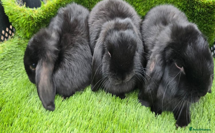 Mini Lop rabbits - Advert 1