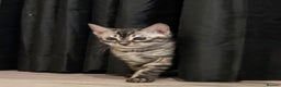 Bengal cats for sale: TICA registered pedigree Bengal Kittens - Advert 5