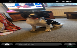 English Springer Spaniel dogs for sale: Male English springer spaniel - Image 2