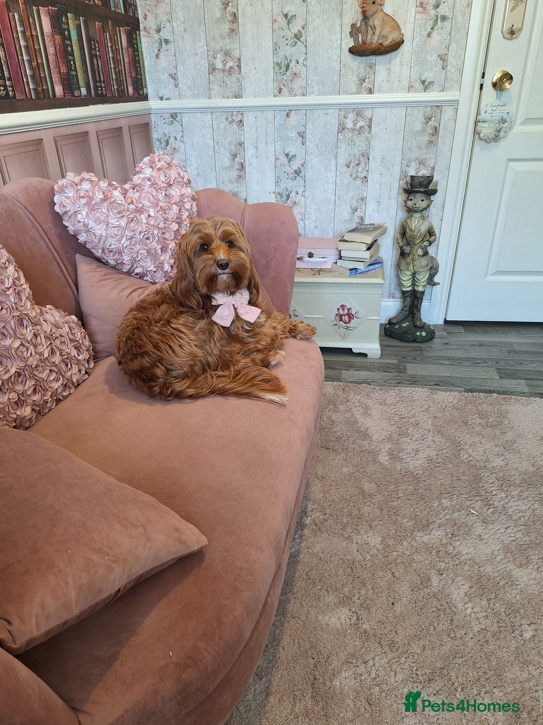 Cockapoo dogs for sale: 🐾✨  Ruby’s Toy Cockerpoo Pups Have Arrived! ✨🐾 - Image 1