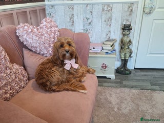 Cockapoo dogs - Advert 2