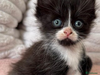 Ragdoll cats - Advert 4