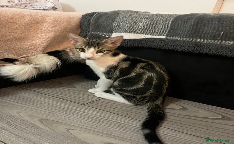 Savannah cats - Advert 1