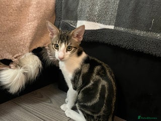 Savannah cats - Advert 1