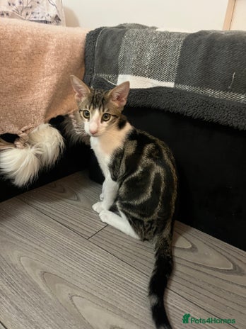 Savannah cats - Advert 1