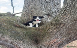 Border Collie dogs for sale: Border Collie 4 months  - Image 2