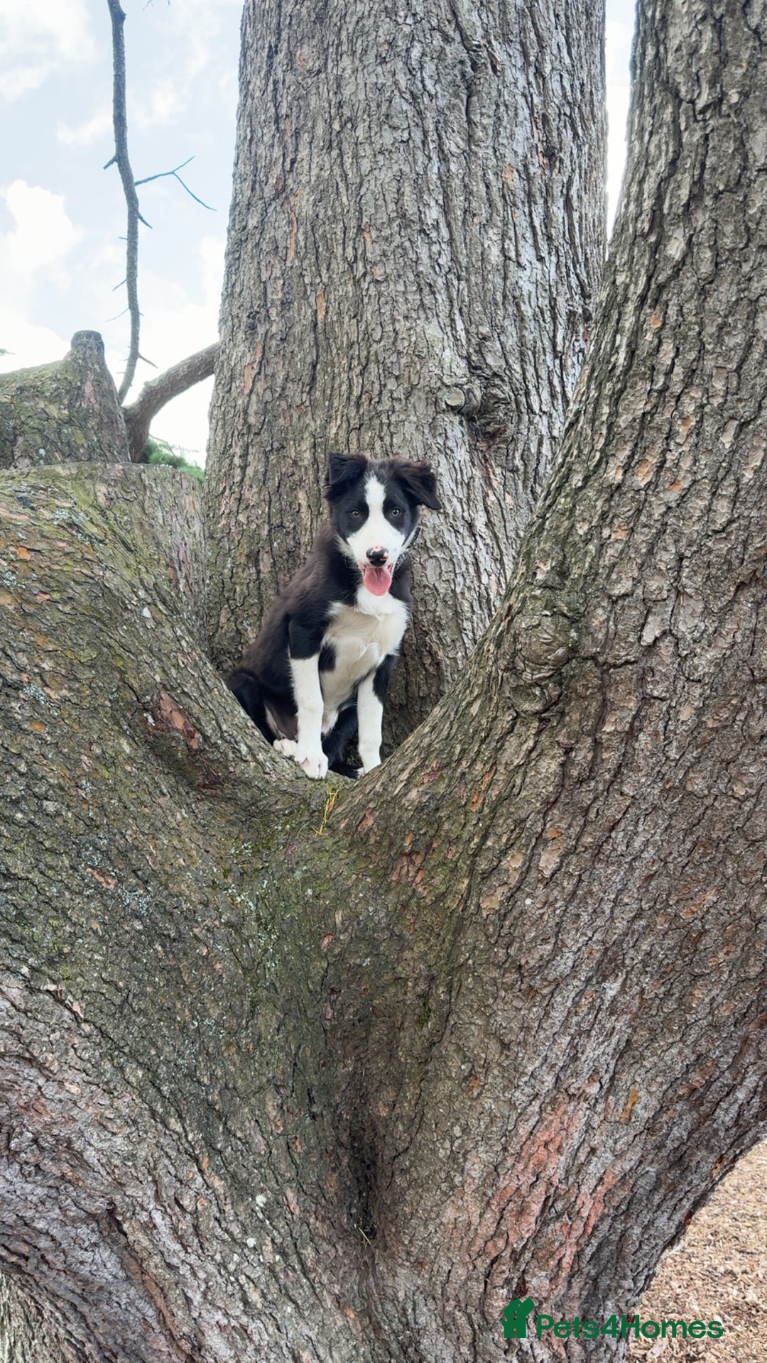 Border Collie dogs for sale: Border Collie 4 months  - Image 2