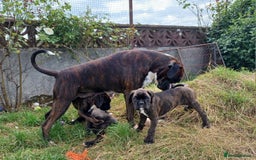 Boxer dogs for sale: Top Quality Boxer Puppies - Image 17