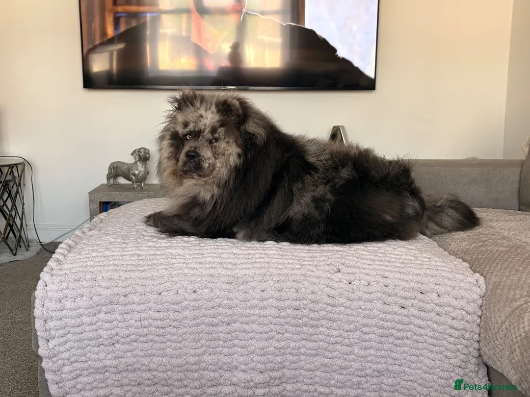 Chow Chow dogs for sale: Chow chow puppies  in Sandbach - Advert 1