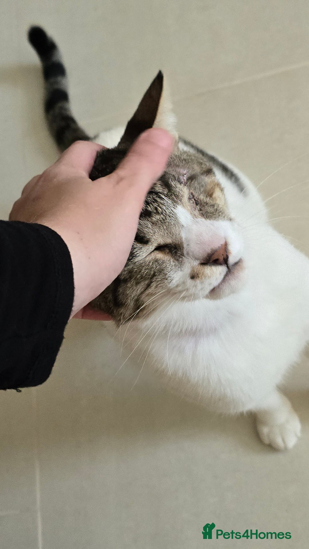 Mixed Breed cats for adoption: Muji - Affectionate and Chatty Boy - Image 4