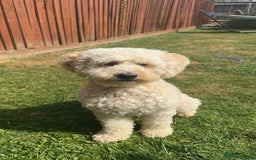 Labradoodle dogs for sale: Heal tested F1b miniature labradoodles - Image 22