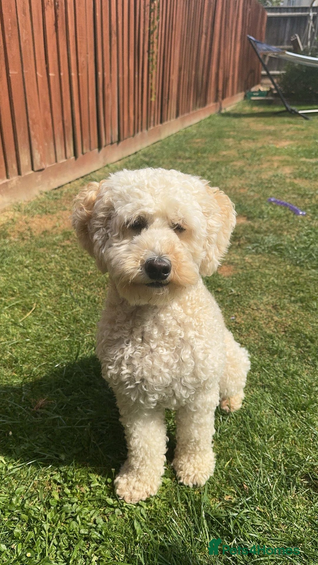 Labradoodle dogs for sale: Heal tested F1b miniature labradoodles - Image 22