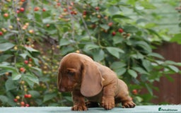 Dachshund dogs for sale: Dachshund Standard Smooth Haired in Boston - Image 14