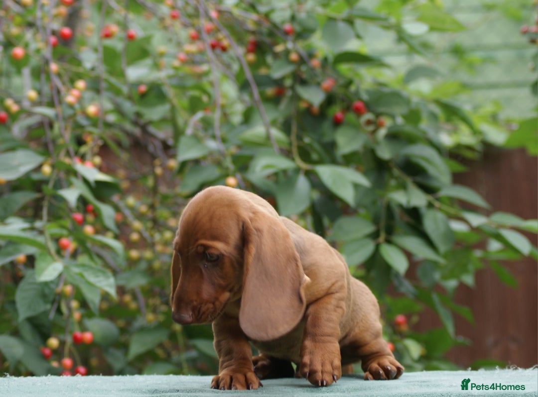 Dachshund dogs for sale: Dachshund Standard Smooth Haired in Boston - Image 14