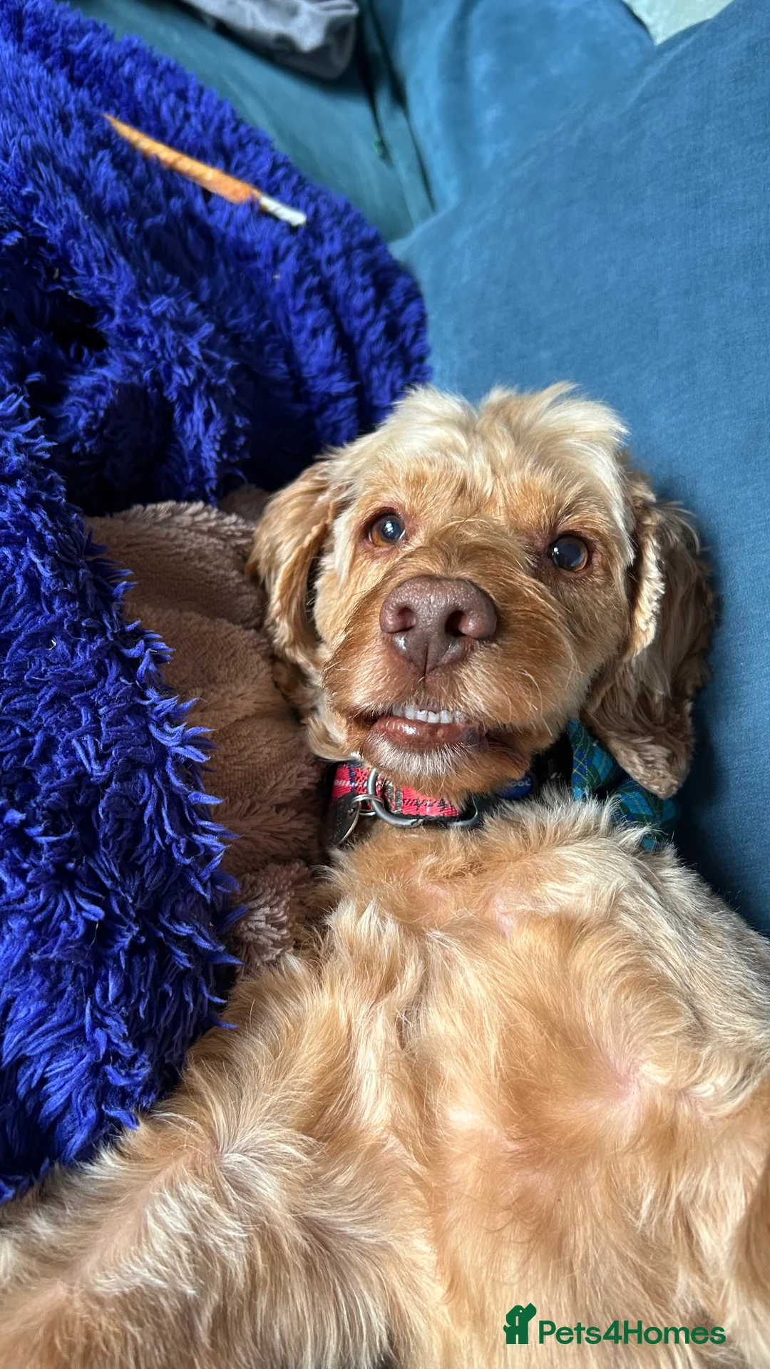 Cockapoo dogs for stud: BAXTER Makes Beautiful Babies 🐾 in Haddington - Advert 3