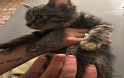 Mixed Breed cats for sale: Beautiful Brother and Sister kittens - Image 3