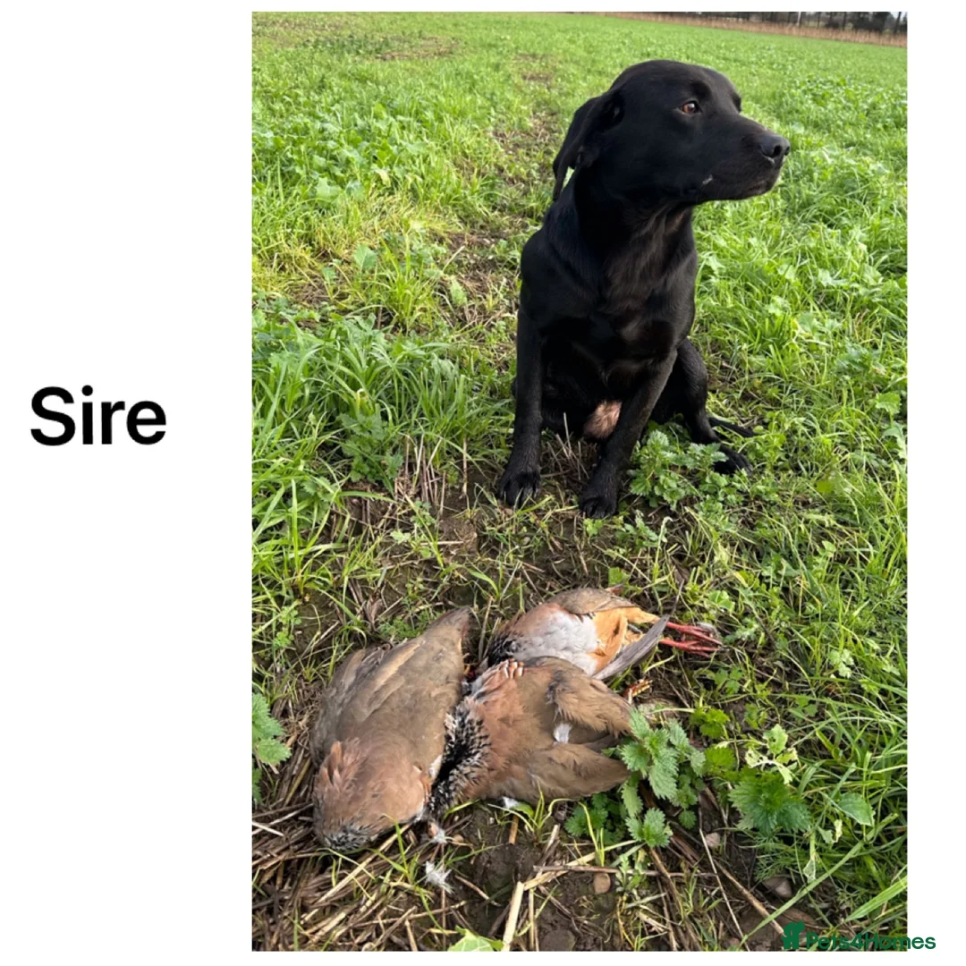 Labrador Retriever dogs for sale: Stunning KC Lab pups, health tested&many FTCH/Ws in Mansfield - Advert 11