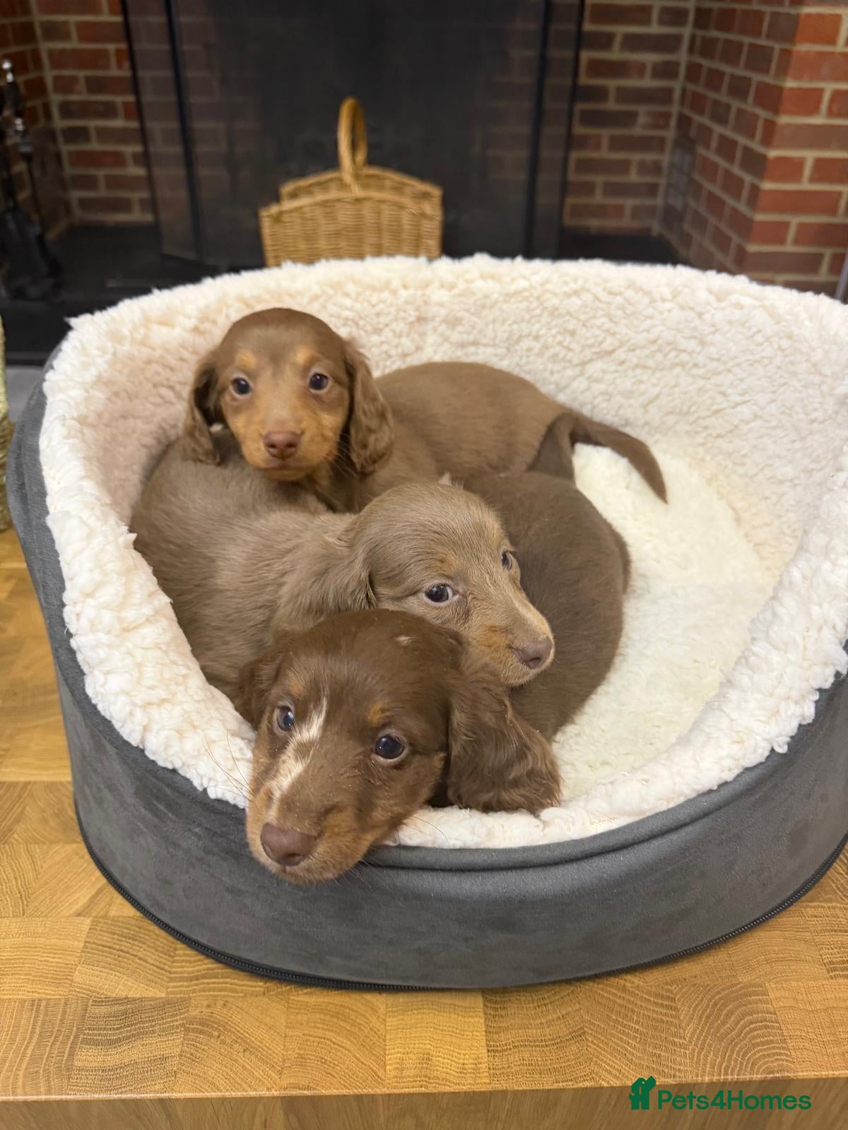 Miniature Dachshund dogs Longcoat Miniature Dachshunds  - Advert 1